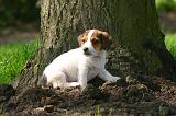 JACK RUSSEL 410